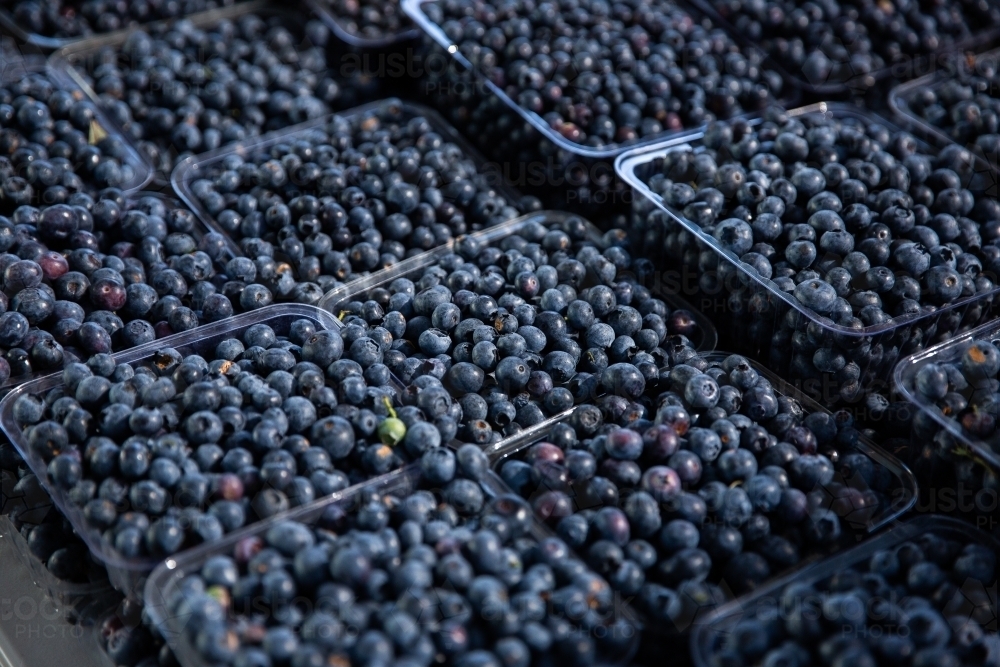close up of blueberry punnets - Australian Stock Image