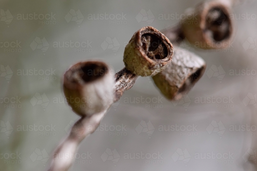 Close up of bottlebrush seed pods with a blurry background - Australian Stock Image