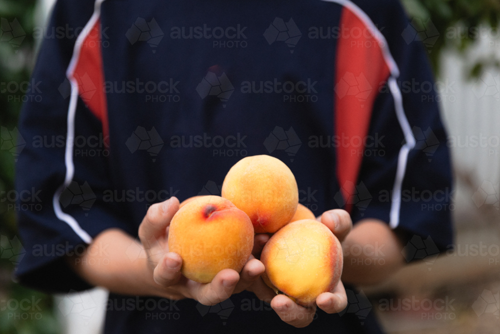 Close up of boy holding freshly picked ripe peaches from a backyard fruit tree - Australian Stock Image