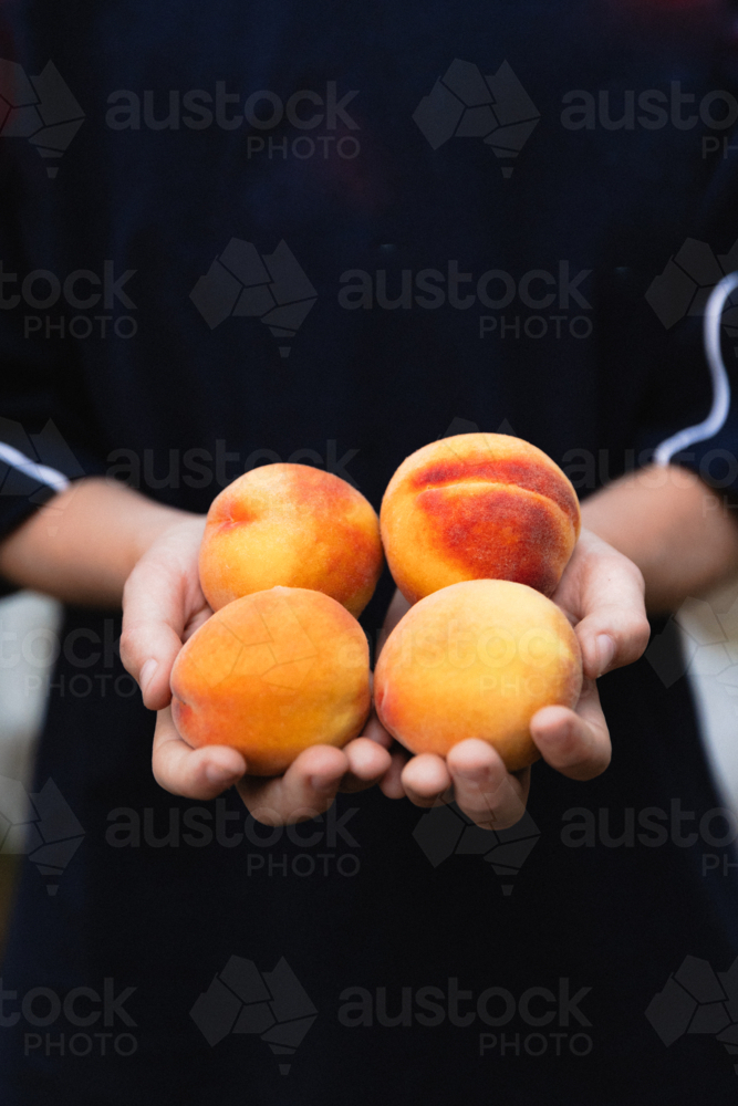Close up of boy holding freshly picked ripe peaches from a backyard fruit tree - Australian Stock Image