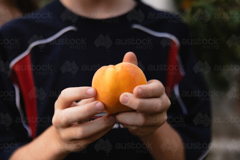 Close up of boys hands holding a freshly picked ripe peach from a backyard fruit tree - Australian Stock Image
