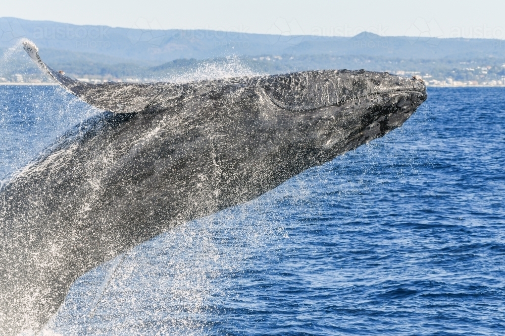 Close up of breaching whale - Australian Stock Image