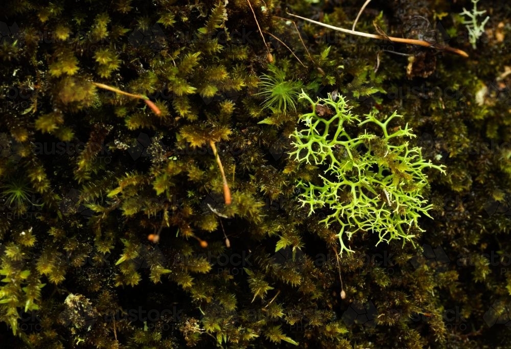 Close up of bright green lichens and dark moss - Australian Stock Image