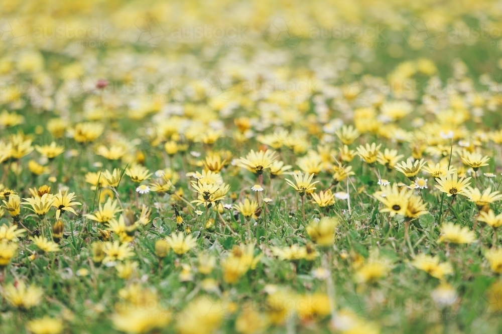 Close-up of bright yellow cape weed in grass - Australian Stock Image