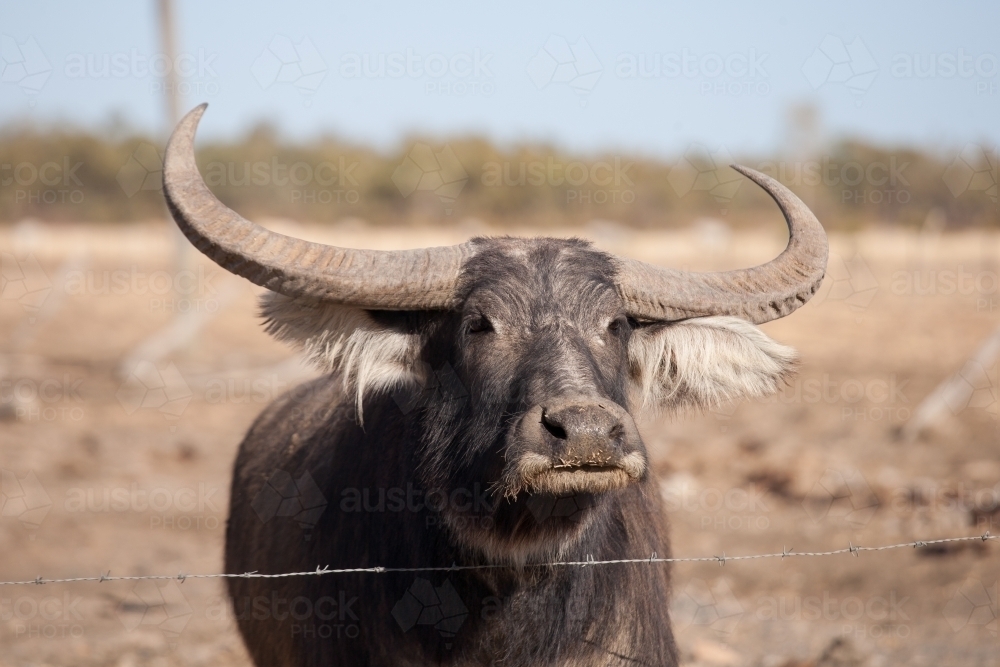 Close up of Buffalo bull in a dry paddock - Australian Stock Image