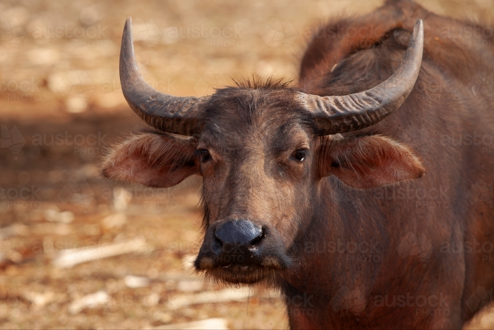 Close up of Buffalo in dry paddock - Australian Stock Image