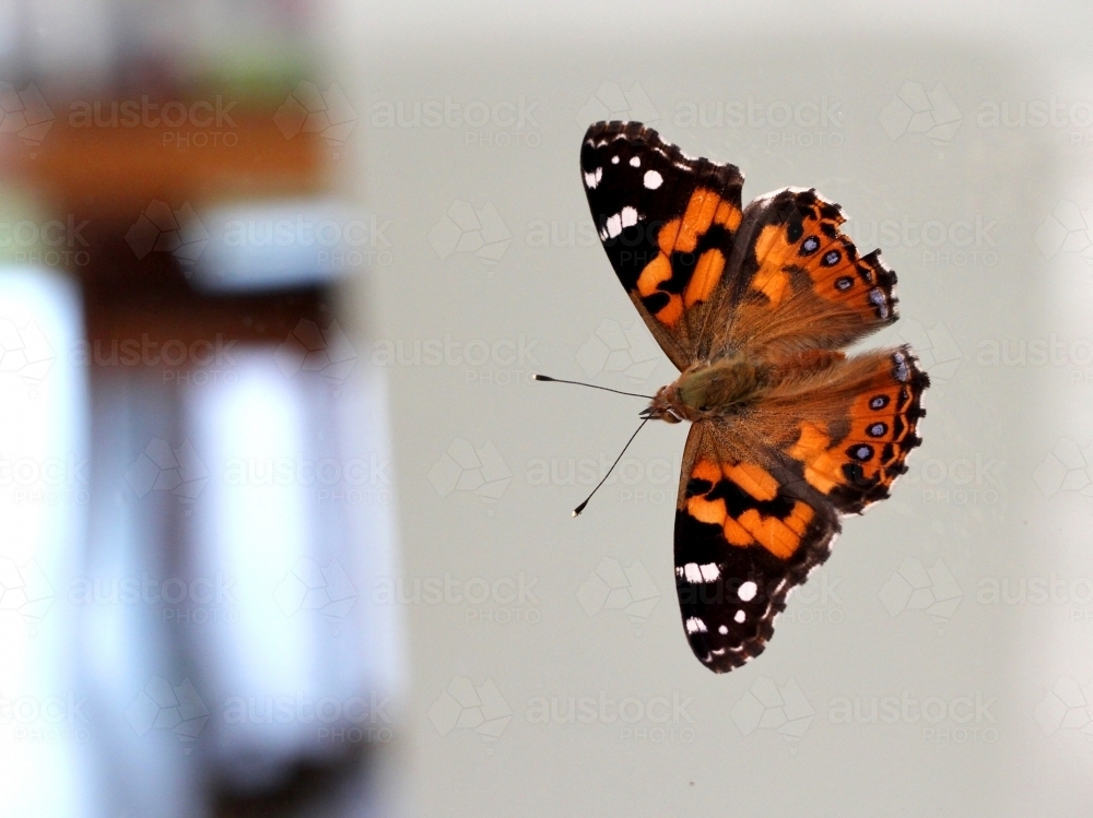 Close up of butterfly on window - Australian Stock Image