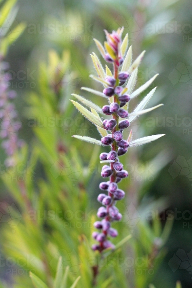 Close up of callistemon before flowering - Australian Stock Image