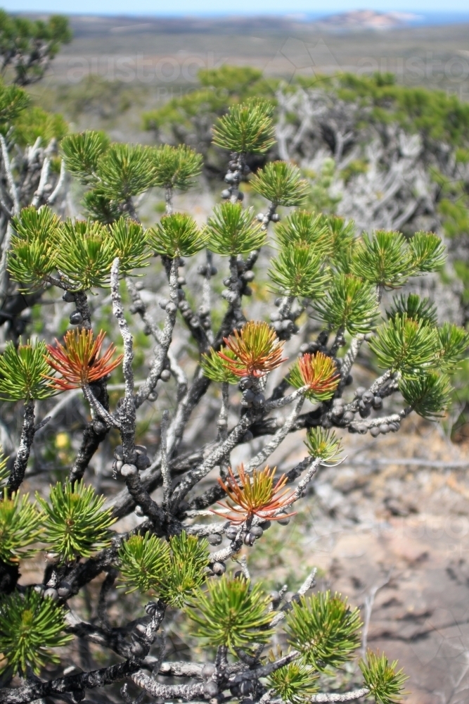 Close up of calothamnus shrub - Australian Stock Image