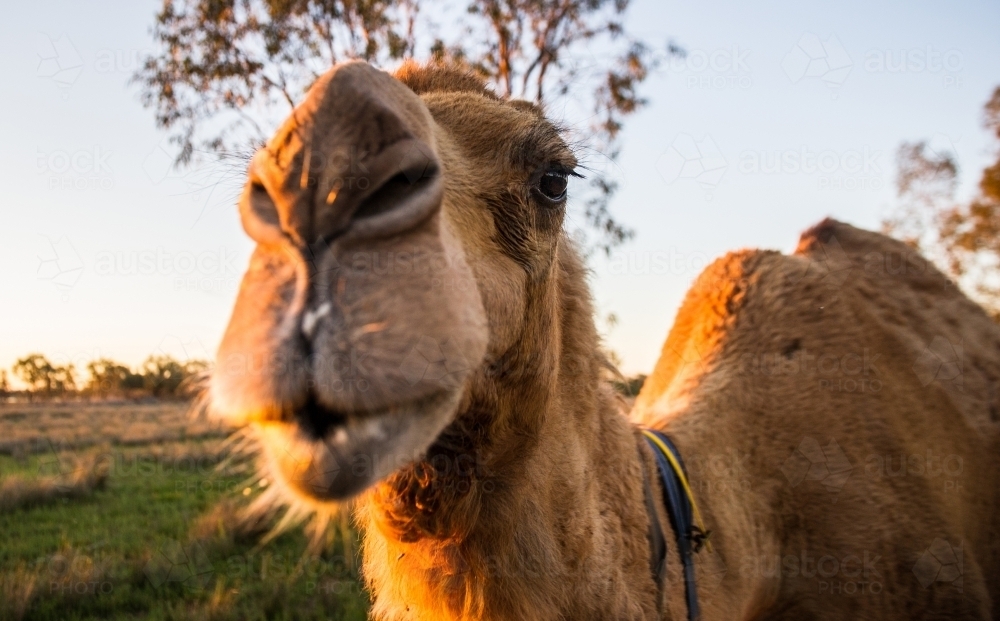 Close up of camel - Australian Stock Image