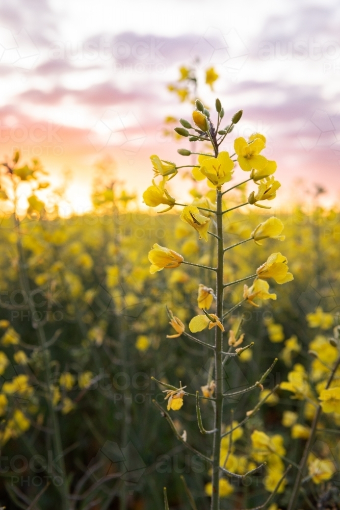 Close up of canola flower at sunrise - Australian Stock Image