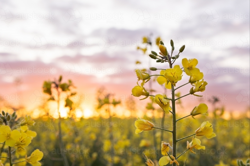 Close up of canola flower at sunrise - Australian Stock Image