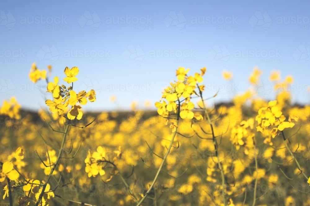 close up of canola flower field - Australian Stock Image