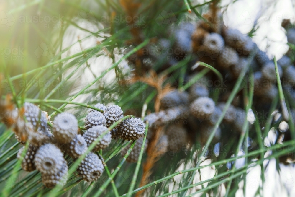 Close up of Casuarina tree nuts - Australian Stock Image