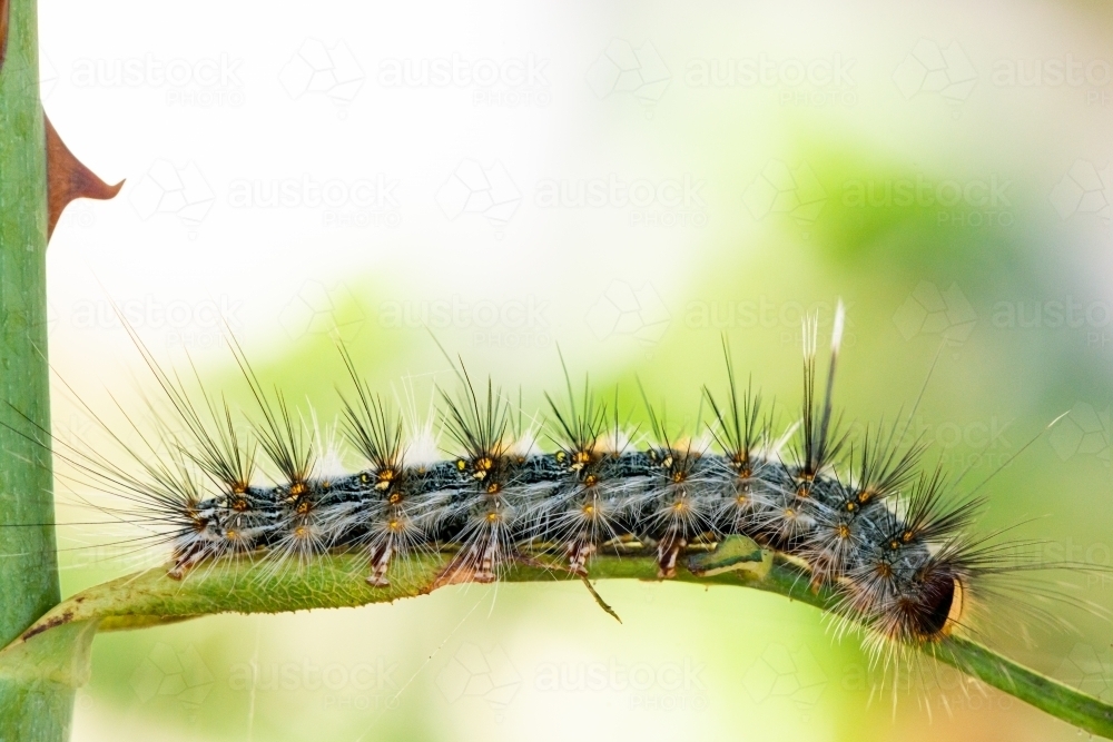 Close up of caterpillar on a rose stem - Australian Stock Image