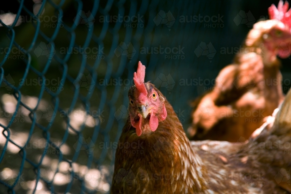 Close up of chicken next to fence - Australian Stock Image