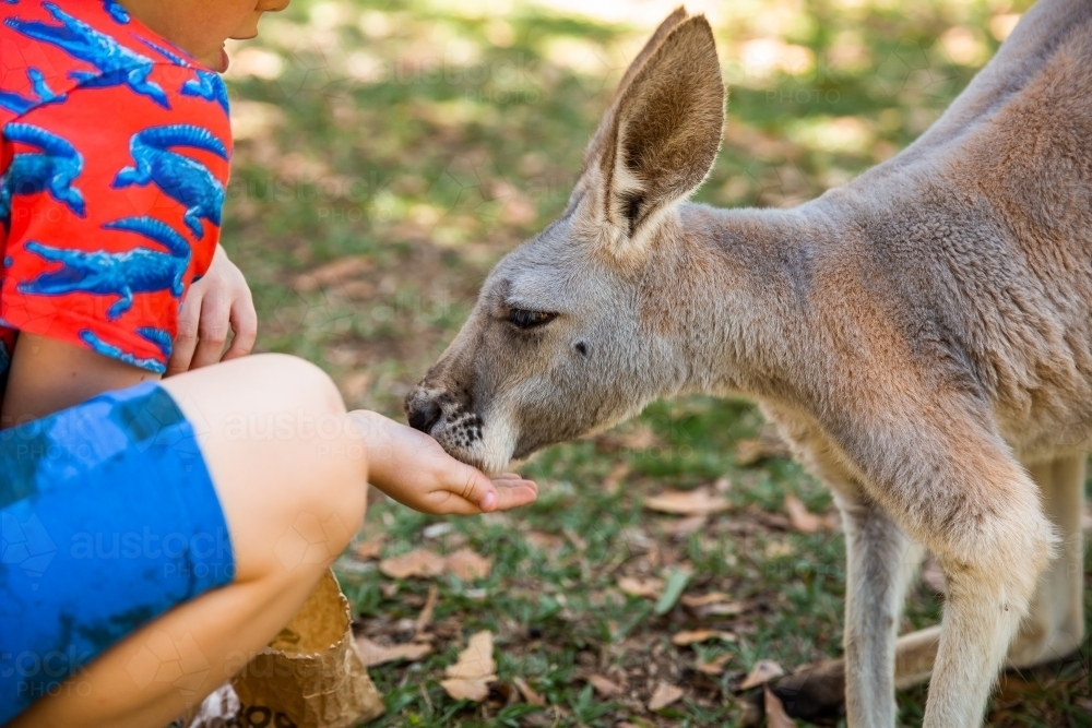 close up of child feeding a kangaroo - Australian Stock Image