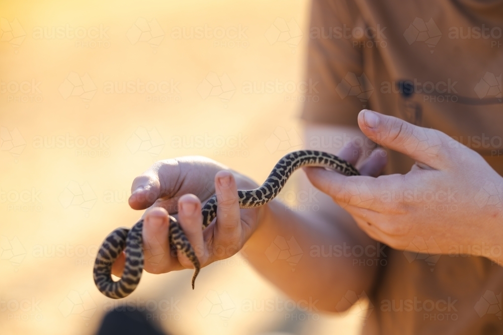 Close up of child's hands holding pet Children's Python snake - Australian Stock Image