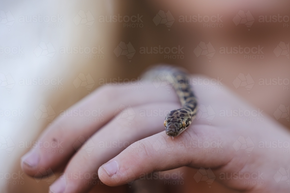 Close up of child's hands holding pet Children's Python snake with tongue out - Australian Stock Image