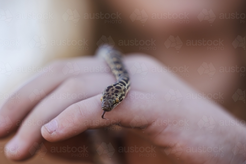 Image of Close up of child's hands holding pet Children's Python snake ...