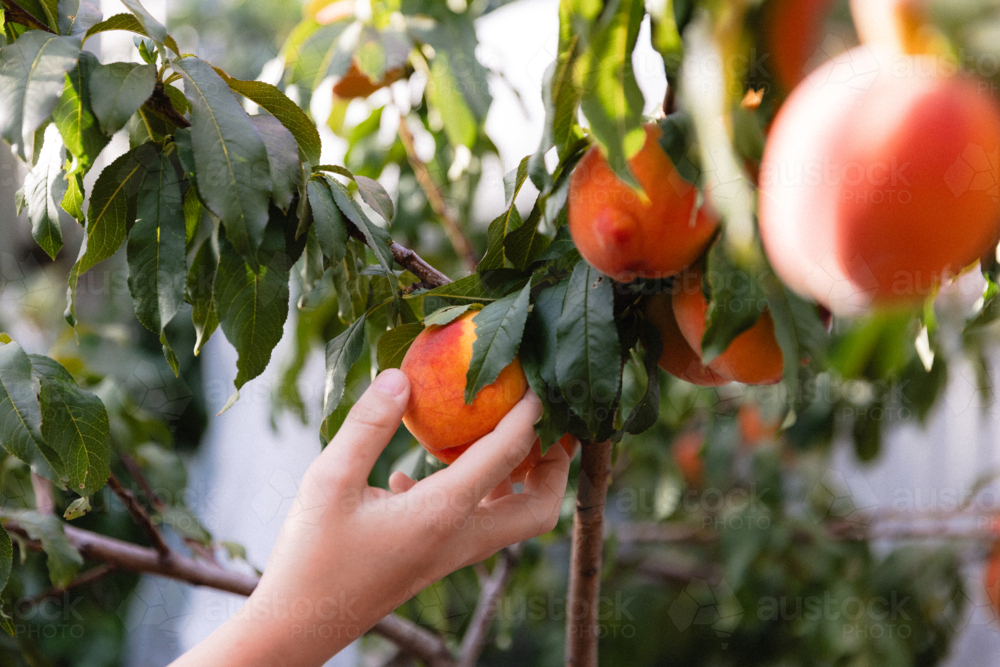 Close up of Childs hand picking ripe peach from a backyard fruit tree - Australian Stock Image