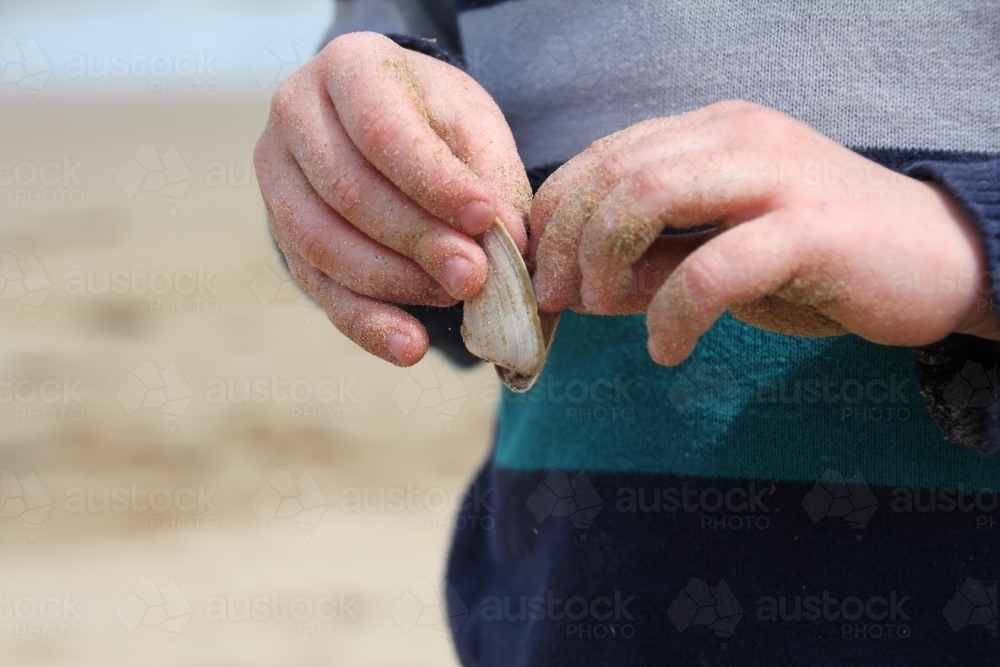 Close up of childs hands opening shell on beach - Australian Stock Image