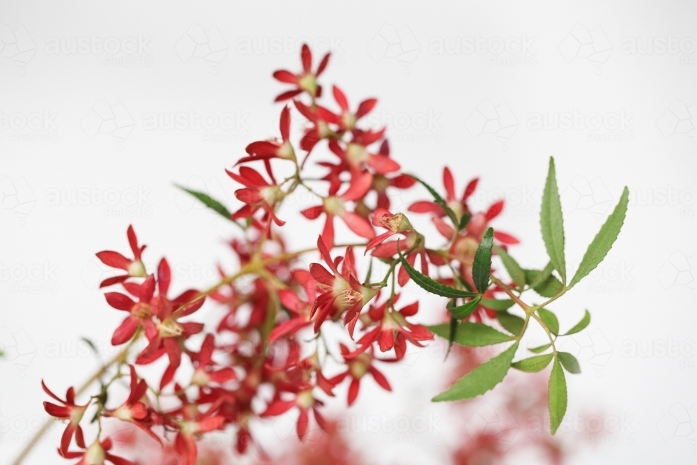 Close up of Christmas Bush flowers - Australian Stock Image