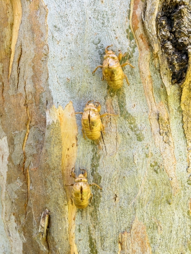 Close up of cicada shells glowing gold against the colourful patterned trunk of a eucalypt tree - Australian Stock Image