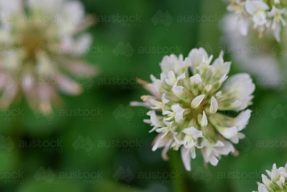 Close up of clover flower with a blurred green background - Australian Stock Image