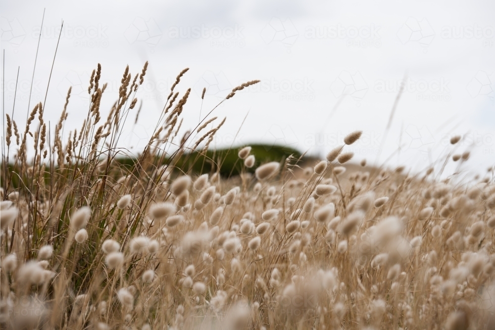 close up of coastal grasses blowing in the breeze - Australian Stock Image