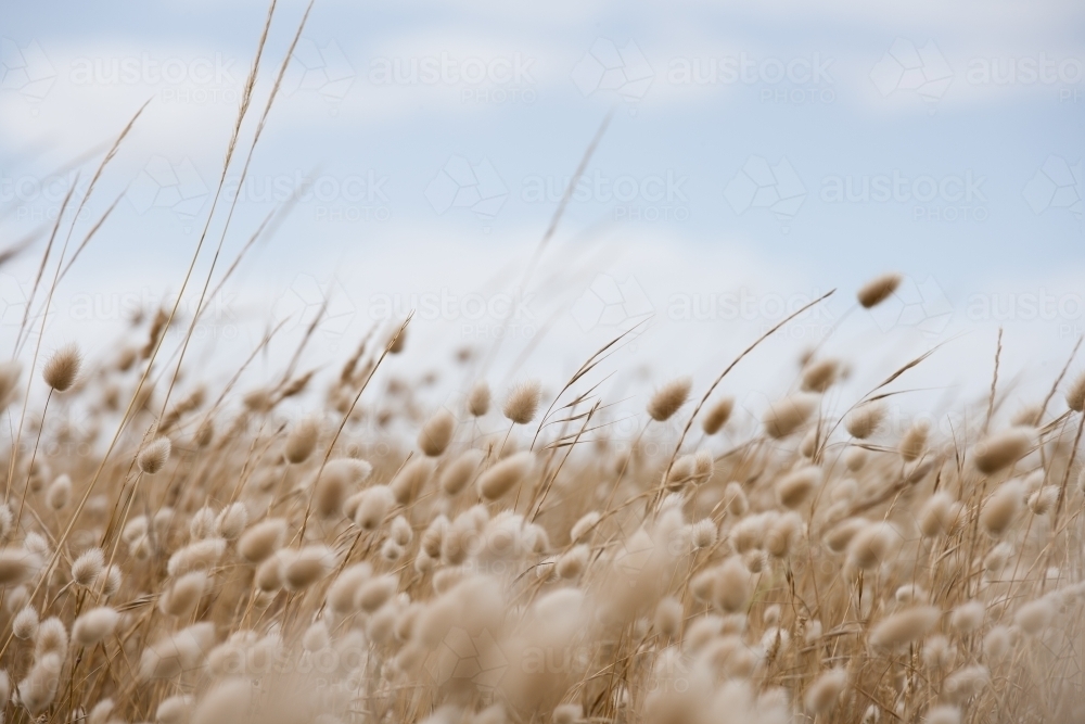 close up of coastal grasses blowing in the breeze - Australian Stock Image