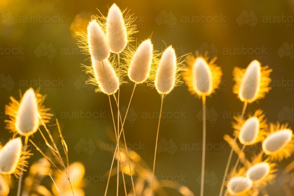 Close up of coastal grasses catching the late evening sunshine - Australian Stock Image