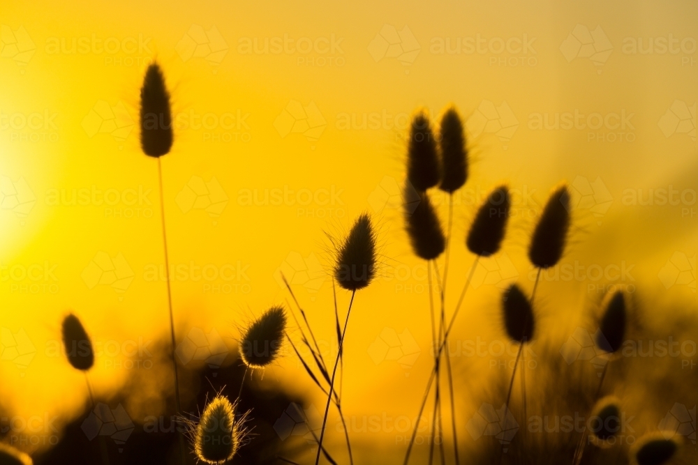 Close up of coastal grasses silhouetted against a golden sky - Australian Stock Image