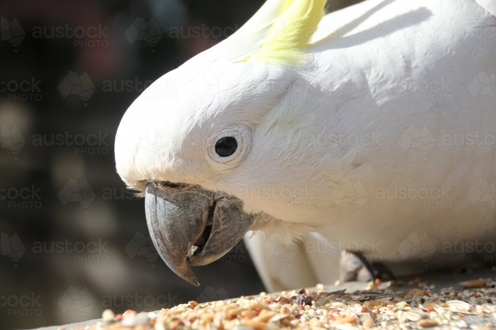 Close up of cockatoo eating bird seed - Australian Stock Image