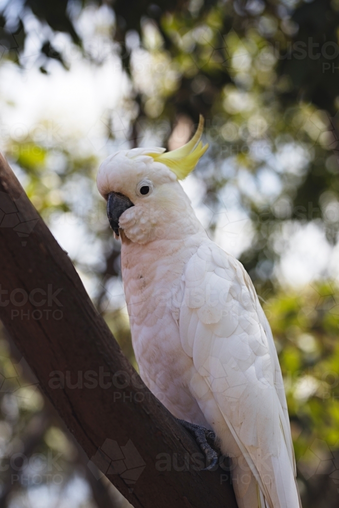 close up of cockatoo in native tree - Australian Stock Image