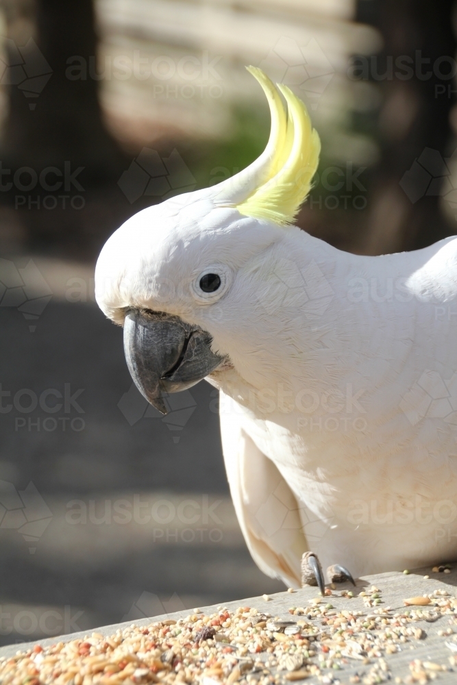 Close up of cockatoo on stand with bird seed - Australian Stock Image