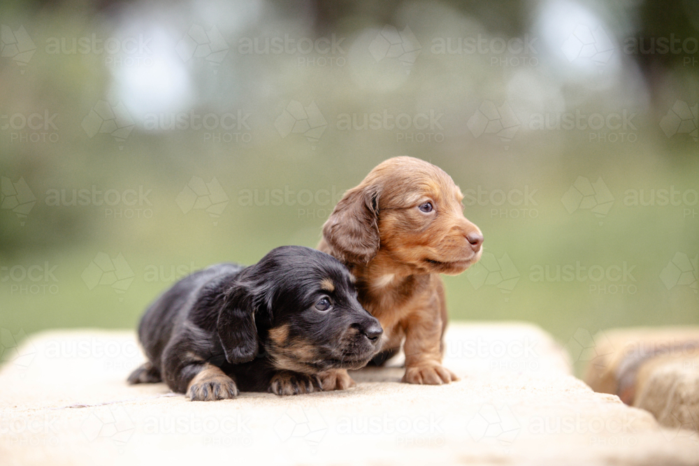 Close-up of coloured dachshund puppies lying on a flat concrete outdoors. - Australian Stock Image