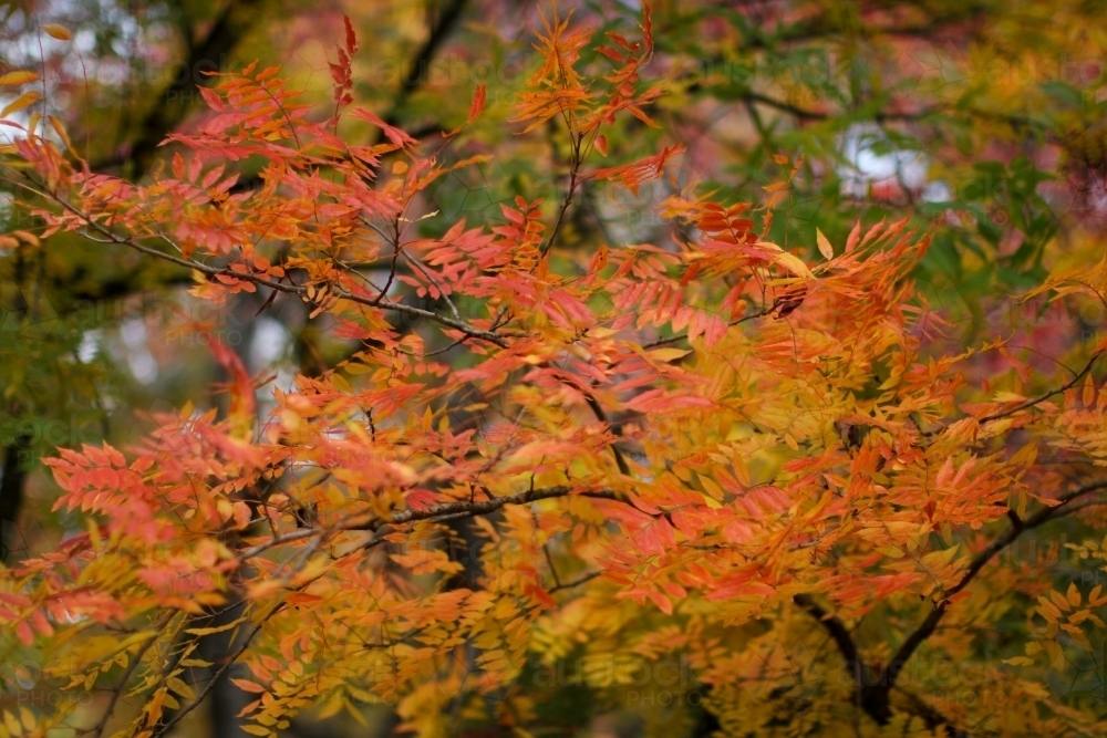 Close up of colourful autumn leaves - Australian Stock Image