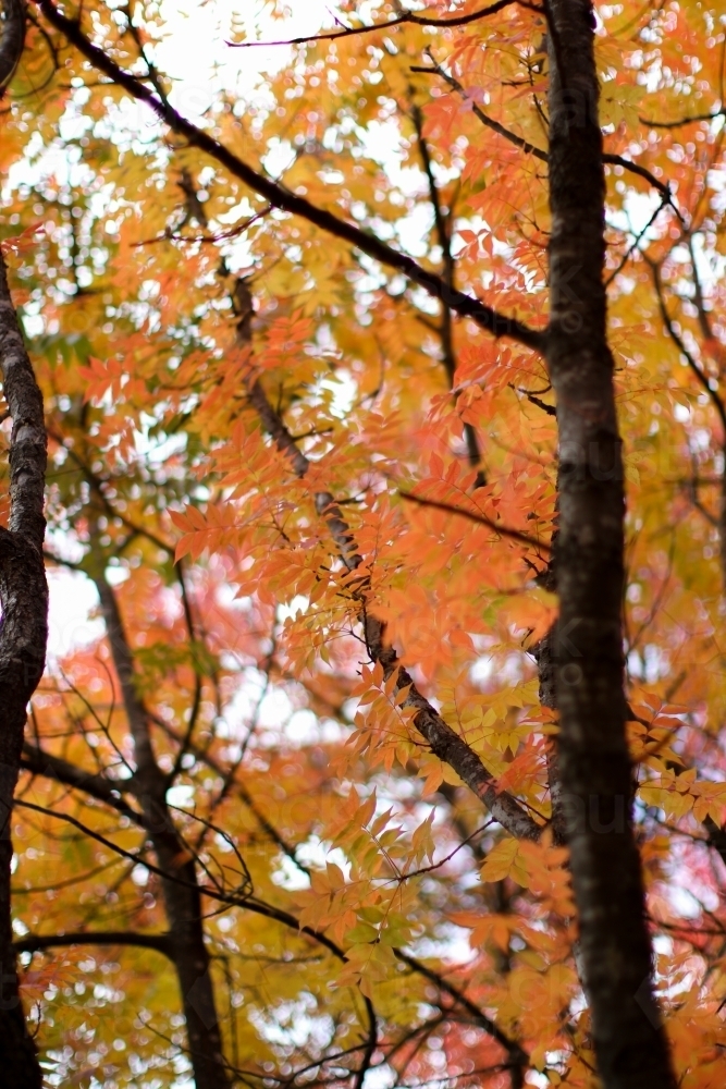 Close up of colourful autumn leaves - Australian Stock Image