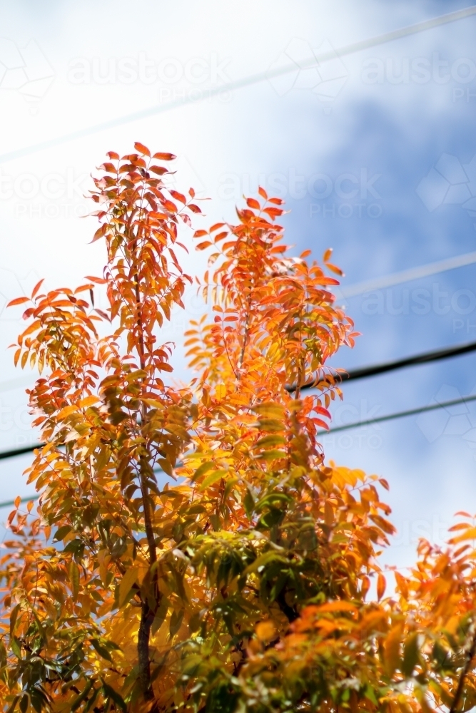 Close up of colourful autumn leaves below a powerline - Australian Stock Image