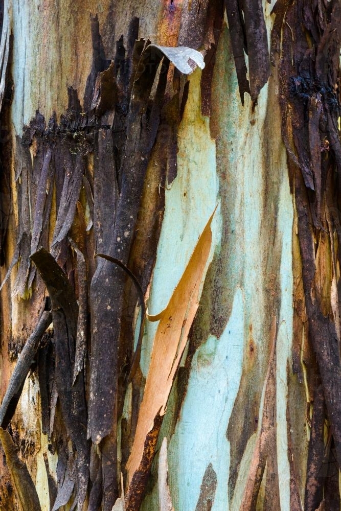 Close up of colourful burnt and peeling gum tree trunk - Australian Stock Image