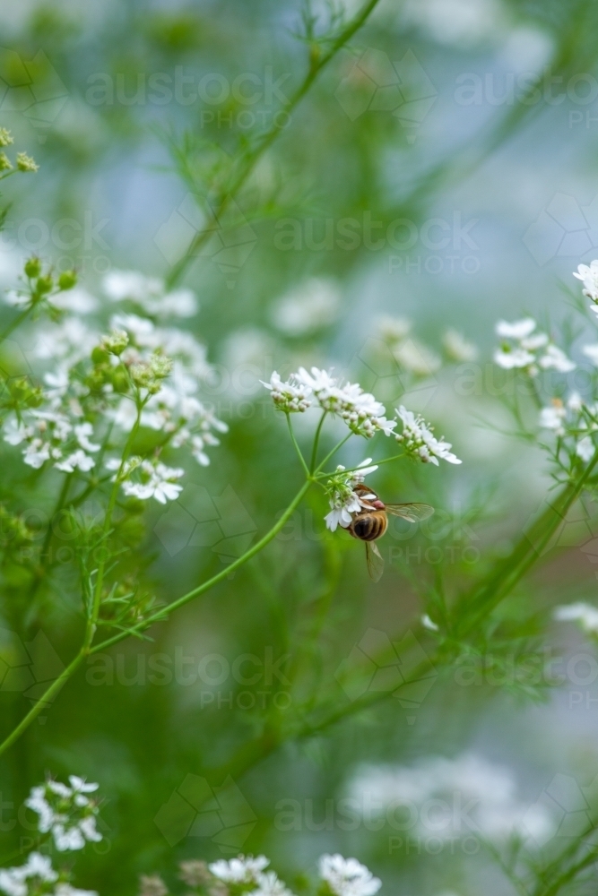 Close-up of Coriander plant with many white flowers, and bee. - Australian Stock Image