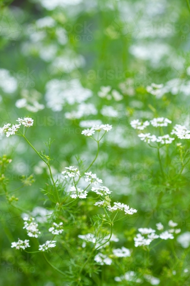Close-up of Coriander plant with many white flowers. - Australian Stock Image