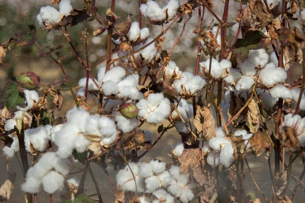 Close up of cotton plants - Australian Stock Image