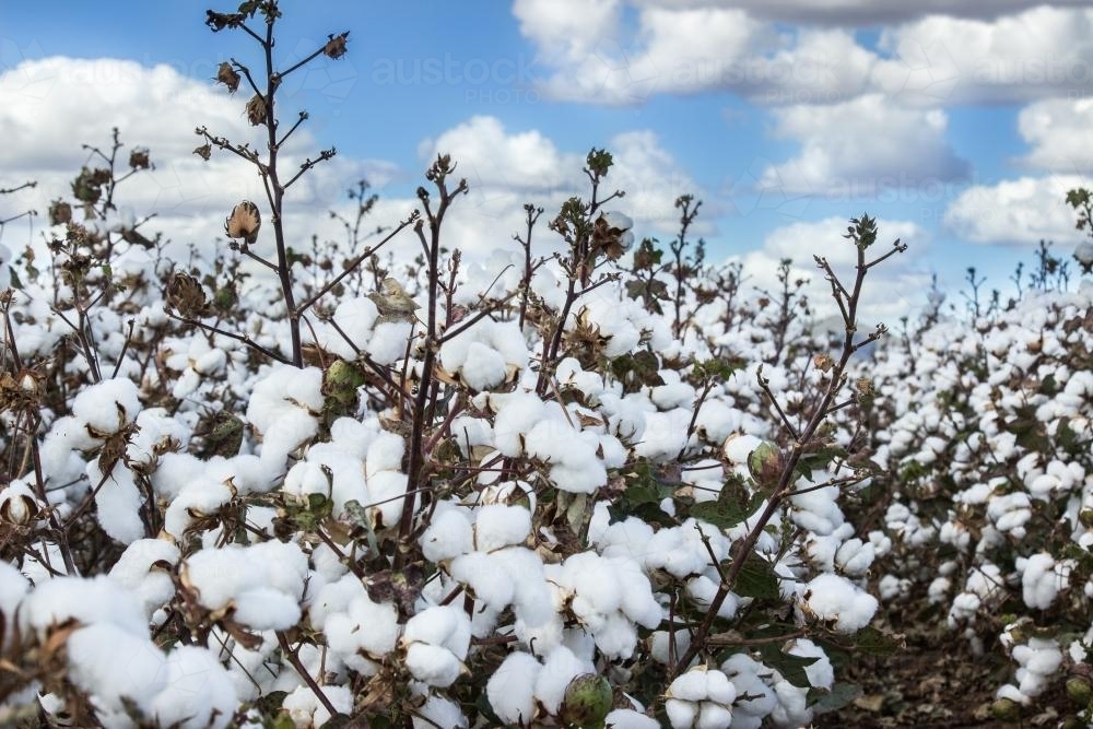 Close up of cotton plants ready for harvest - Australian Stock Image