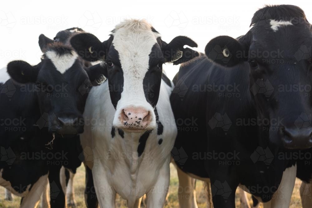 Close up of cow faces with soft lighting - Australian Stock Image