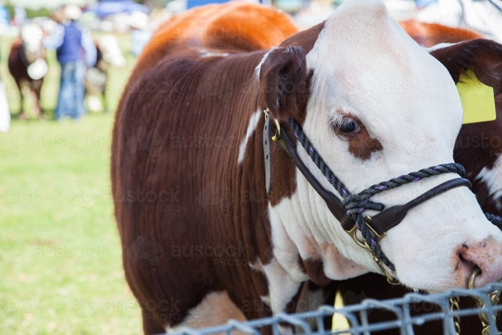 Close up of cow tied to fence in the showground arena - Australian Stock Image