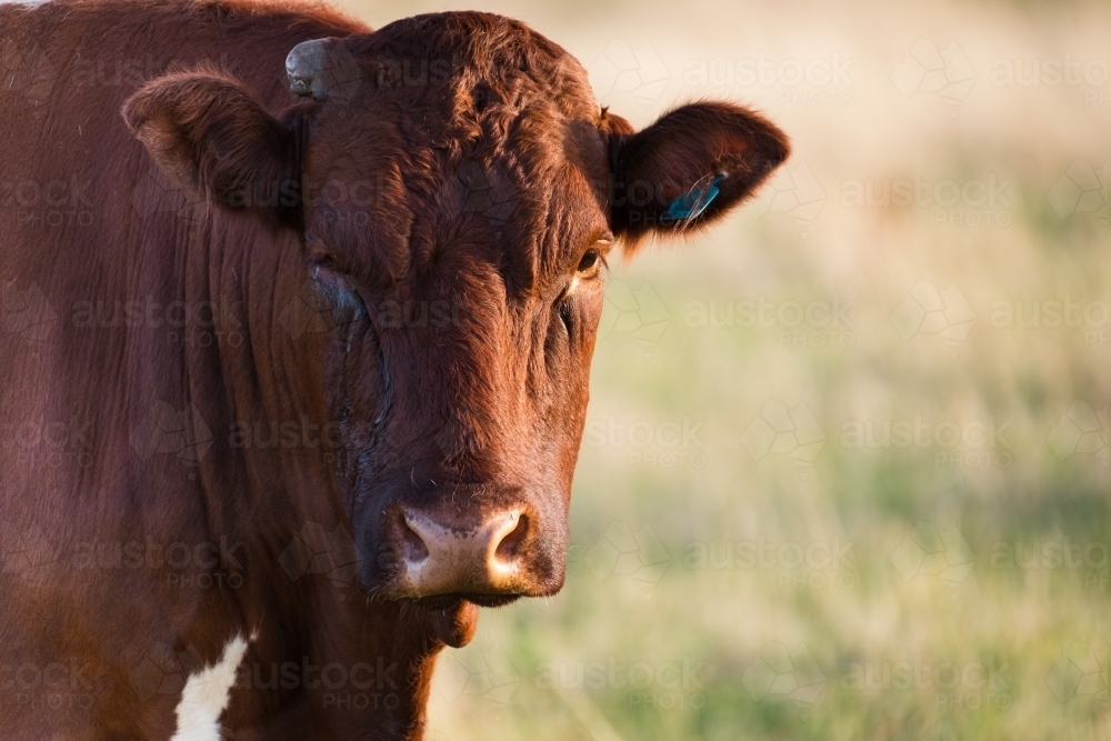 Close up of cow with a sore weeping eye - Australian Stock Image