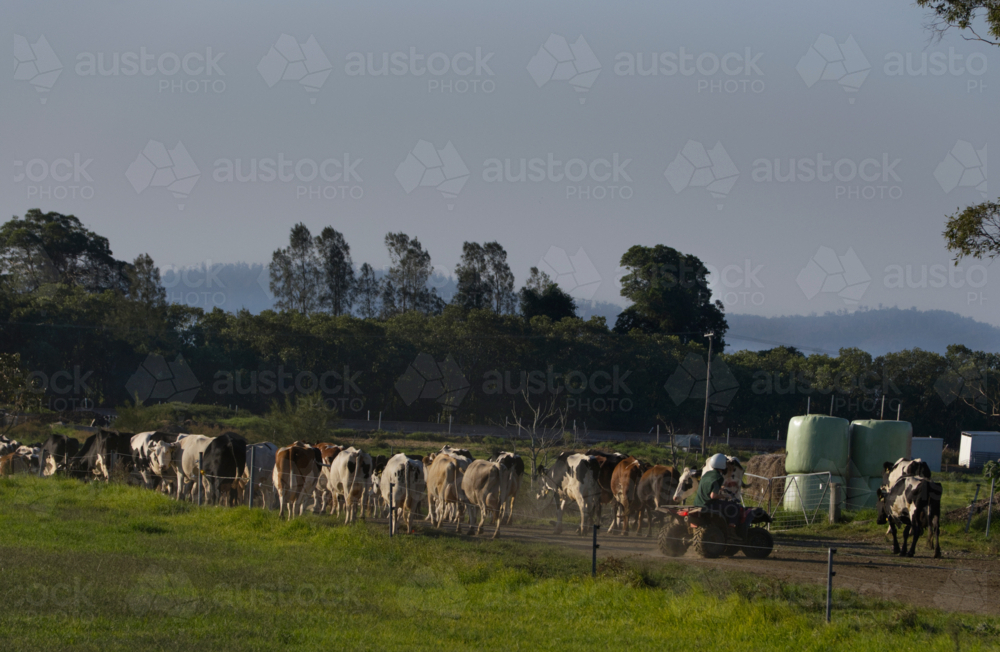 Close up of cows herded by farmer on a quad bike - Australian Stock Image