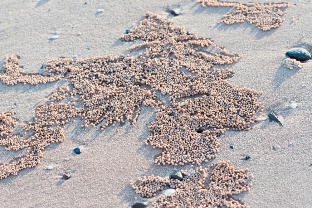Close up of crab holes and excavations on beach sand - Australian Stock Image